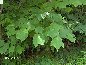 Moosewood leaves.jpg