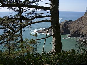 Oregon coast trail north cape falcon P2529