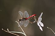 Orthetrum villosovittatum mating