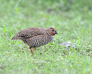 Perdicula argoondah -Rajasthan, India -male-8.jpg