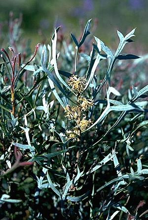 Petrophile glauca