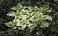 Plectranthus scutellarioides NBG LR