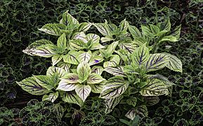 Plectranthus scutellarioides NBG LR