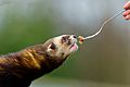 Polecat feeding geograph.co.uk. 2306329