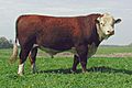 PolledHereford bull