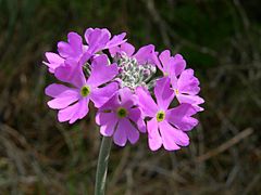 Primula farinosa Šobec