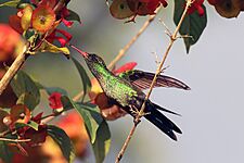 Red-billed streamertail (Trochilus poltmus) juvenile male feeding 2