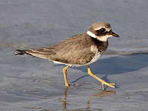 Ringed Plover (Charadrius hiaticula) (11)