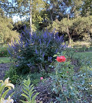 Rose garden rosarium