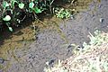 School of Japanese killifish,Katori-city,Japan