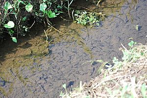 School of Japanese killifish,Katori-city,Japan