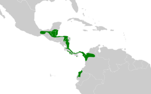 Sclerurus guatemalensis map.svg