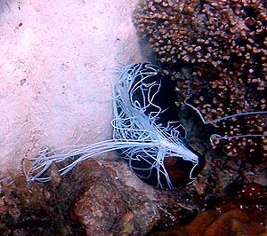 Sea cucumber defence