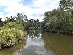 Sherwood Arboretum wetlands