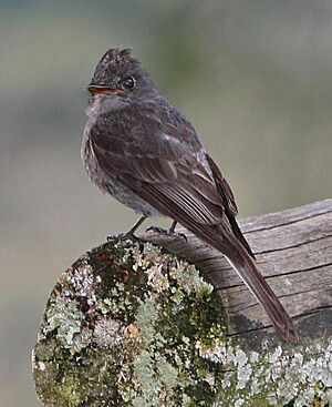 Smoke-colored PeWee