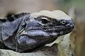 Sonoran Iguana