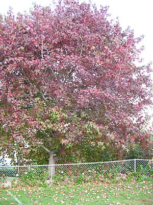 Starr 051105-8369 Liquidambar styraciflua