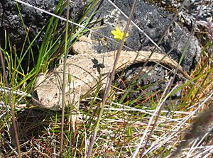 Table Rock Fence Lizard