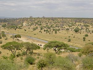 Tarangire-Natpark800600