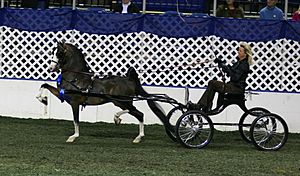 The Remington Hackney Harness Pony