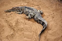 Tomistoma schlegelii fg01.JPG