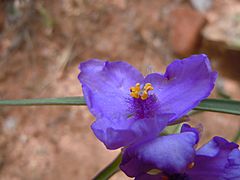 Tradescantia occidentalis (6253791827)