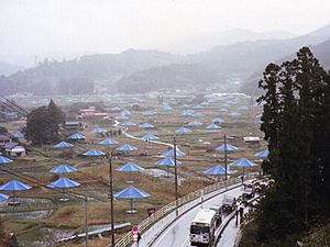 Umbrella Project1991 10 27