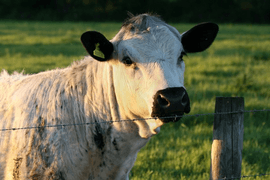 Vaynol cow