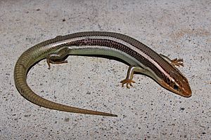 Western Skink (Plestiodon skiltonianus).JPG