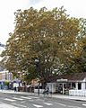 Wood St Horse Chestnut