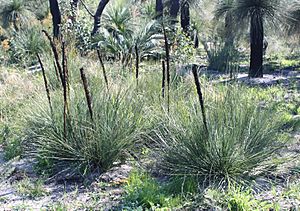 Xanthorrhoea brunonis.jpg