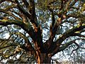 2018 winner ¨Whistler Cork Oak¨, Portugal