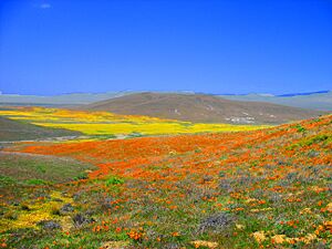 Antelope Valley Poppy Preserve