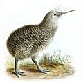 Apteryx owenii 0