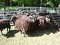 Ashdown Forest Hebridean flock