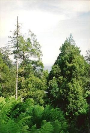 Atherosperma-GreensRoad-near Orbost1997.jpg