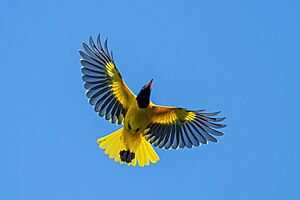 Black-hooded Oriole cropped