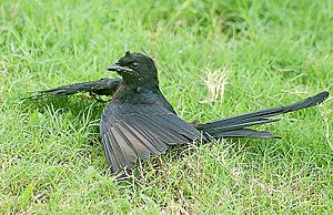 Black Drongo I2 IMG 5683