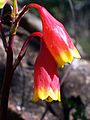 Blandfordia nobilis Berowra Valley