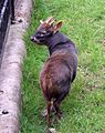 Bristol.zoo.southern.pudu.arp