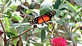 Butterfly World, Florida