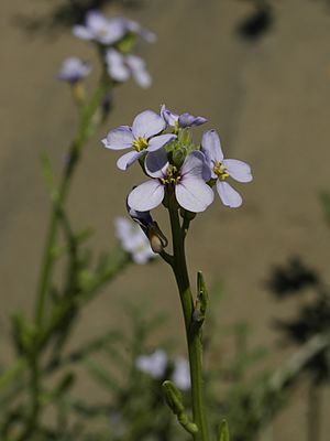 Cakile maritima (flowers)