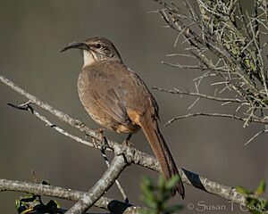 California Thrasher (50826542418).jpg