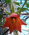 Canarina canariensis BotGardBln1105c