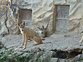 Canis lupus himalayensis