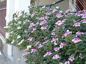 Catharanthus roseus