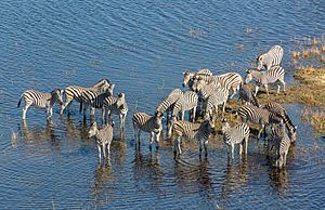 Cebras de Burchell (Equus quagga burchellii), vista aérea del delta del Okavango, Botsuana, 2018-08-01, DD 30