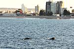 Cerca de Puerto Madryn