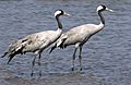 Common Crane pairAMSM6949