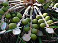 Cycas media megasporophylls